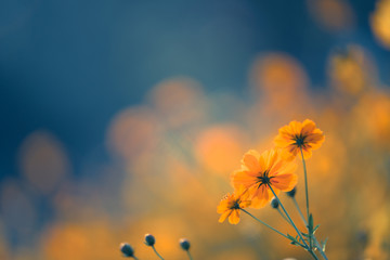 学校助残日主题活动方案